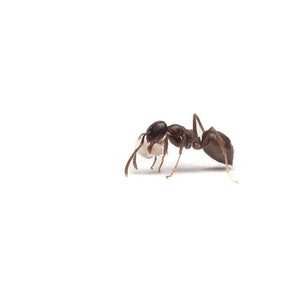Lasius alienus ants photographed on a white background