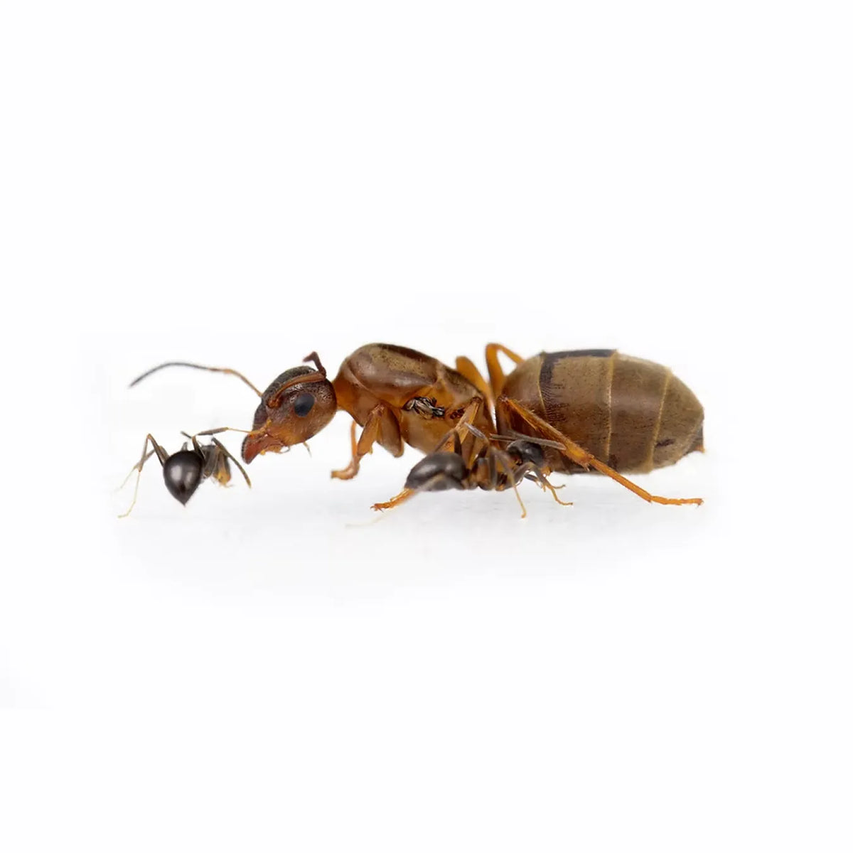 Lasius brunneus ants photographed on a white background