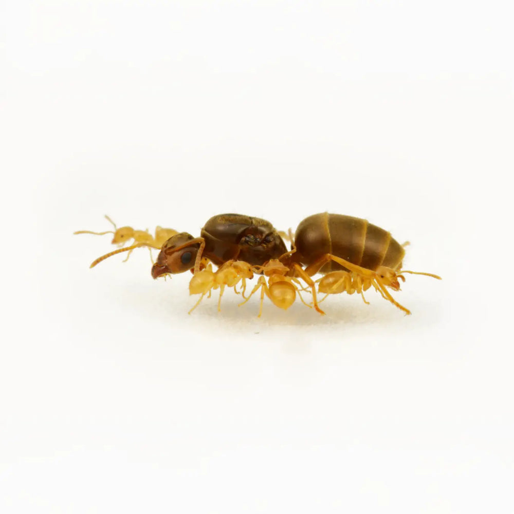Lasius flavus ants photographed on a white background