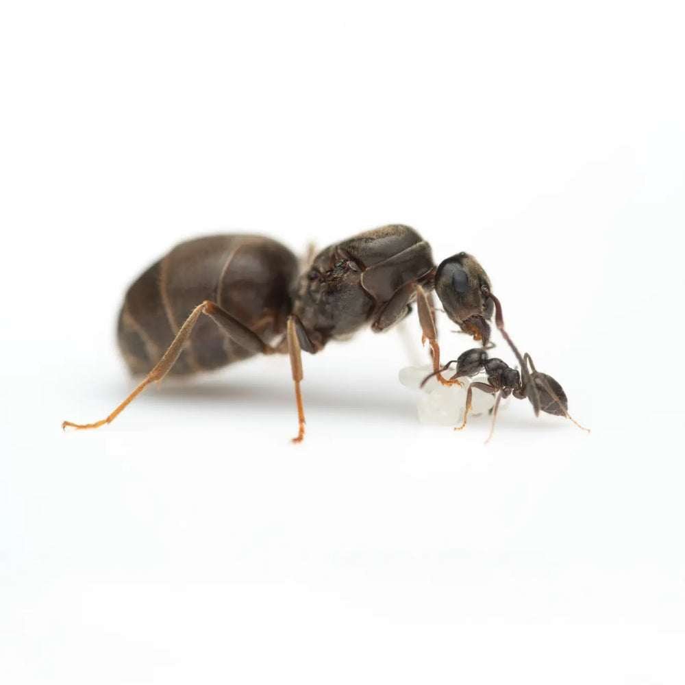 Lasius grandis ants photographed on a white background