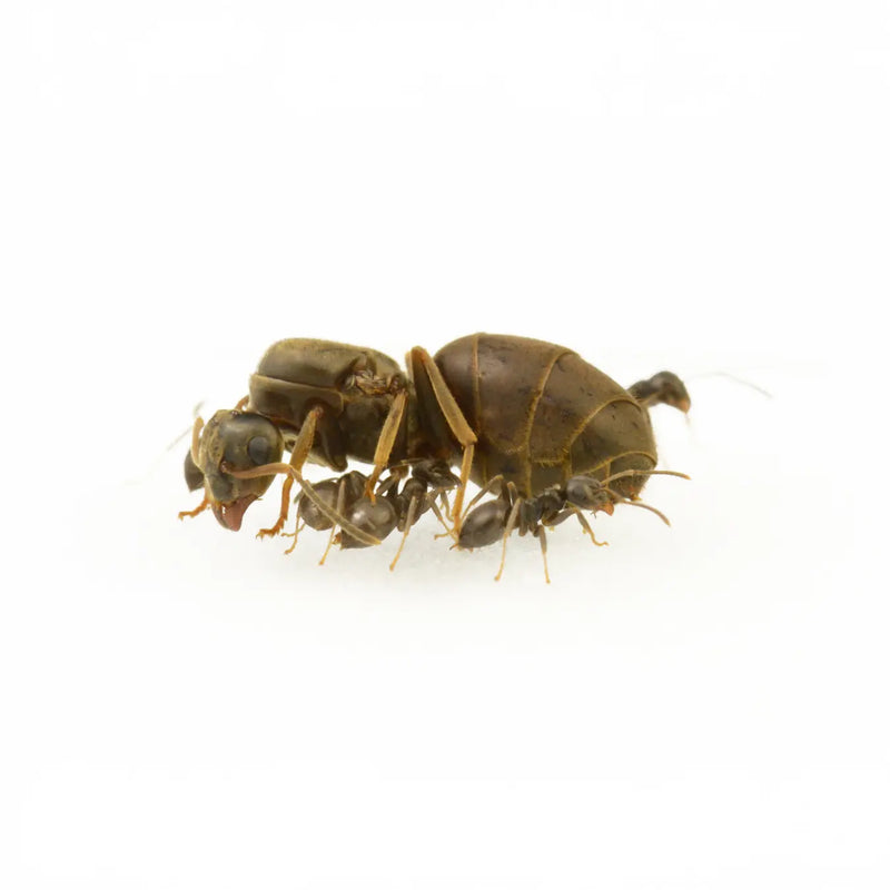 Lasius niger ants photographed on a white background