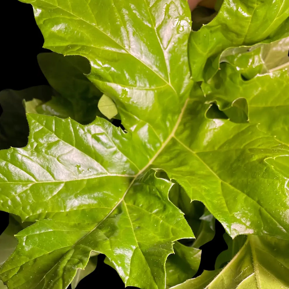 Fresh bear-breeches leaves for leafcutter ants