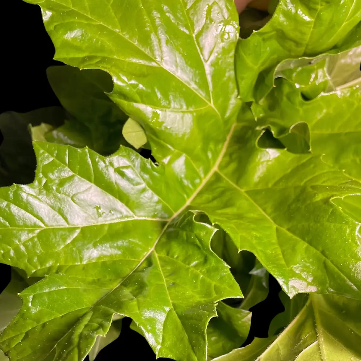 Fresh bear-breeches leaves for leafcutter ants