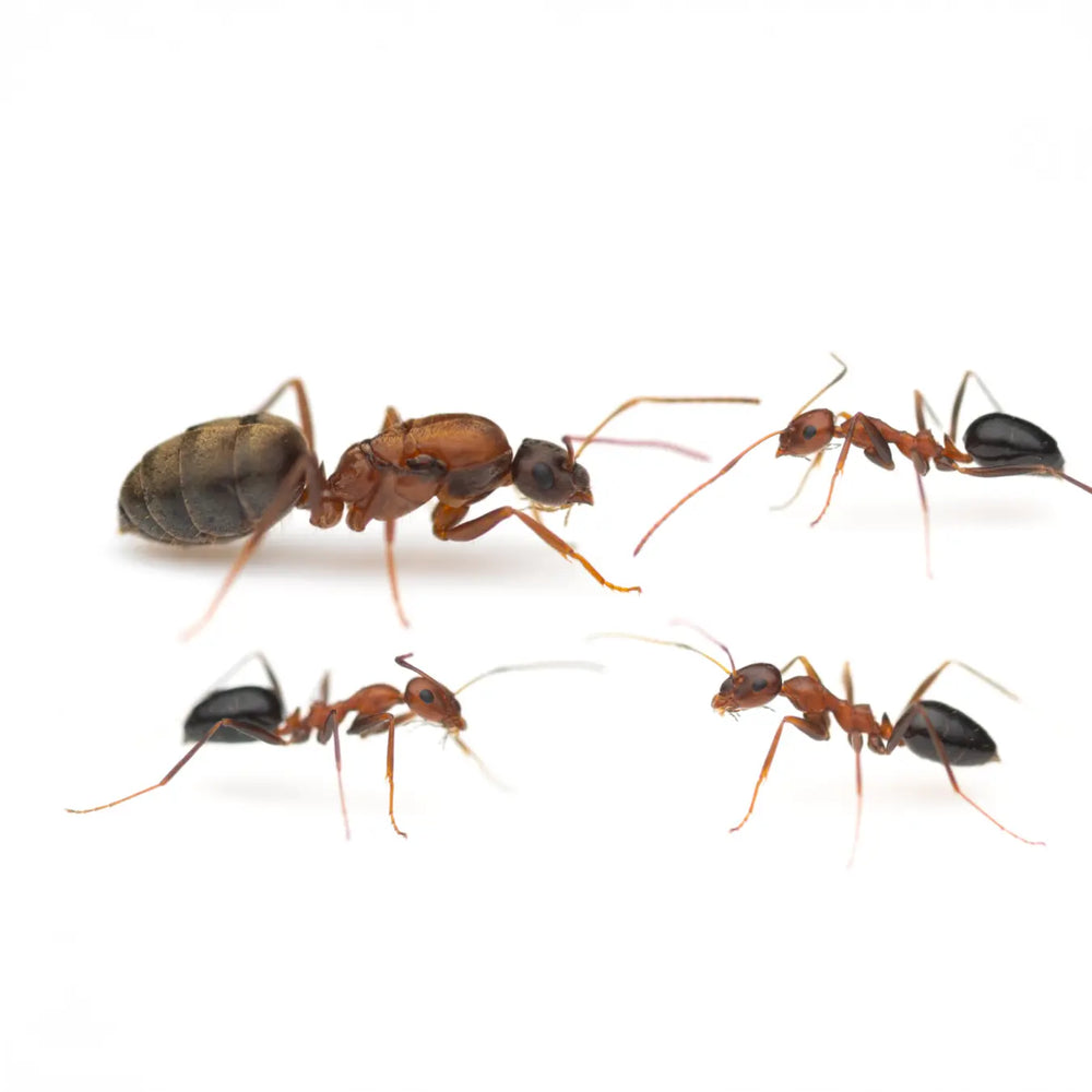 Lepisiota bipartita ants photographed on a white background