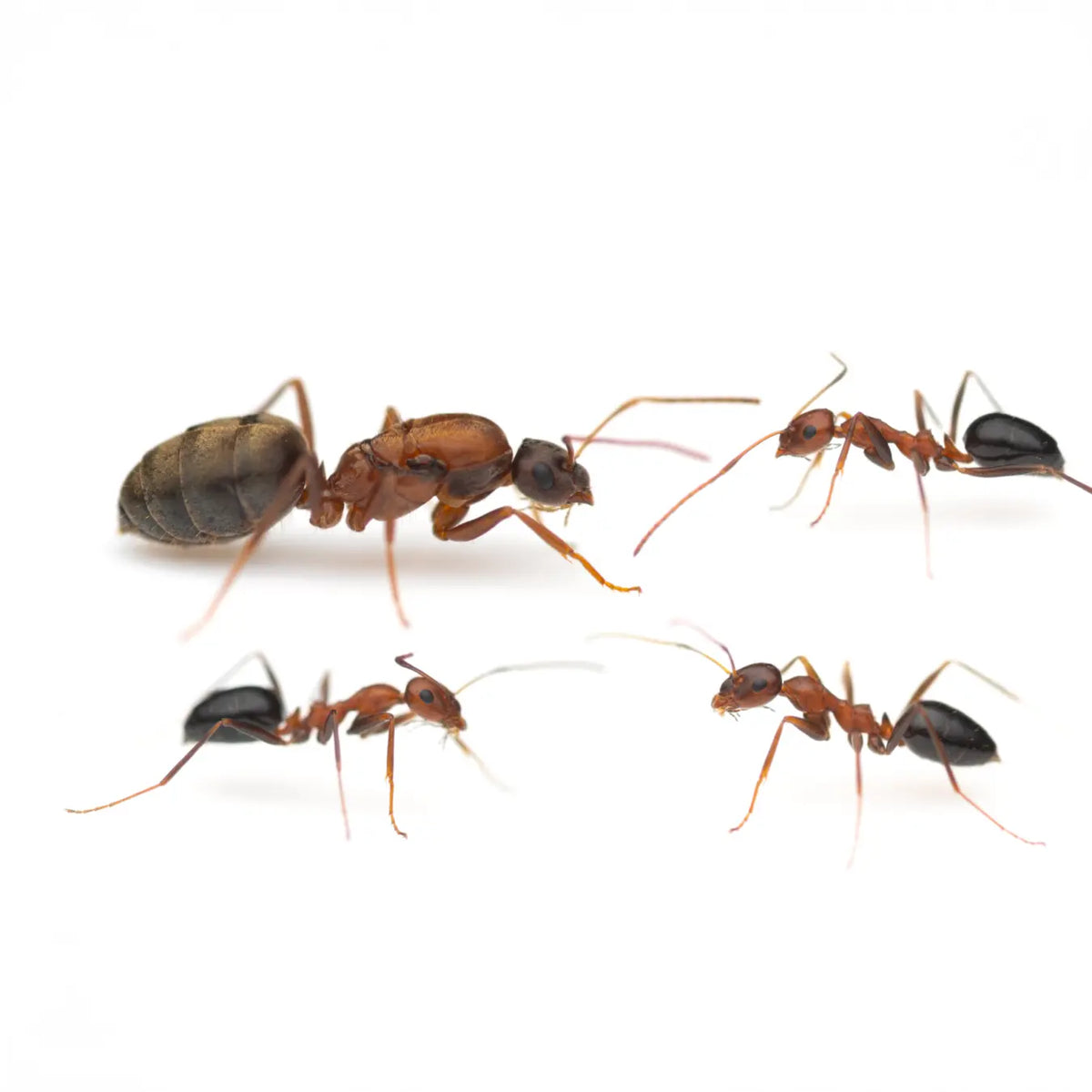 Lepisiota bipartita ants photographed on a white background