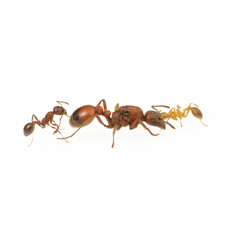 Manica rubida ants photographed on a white background