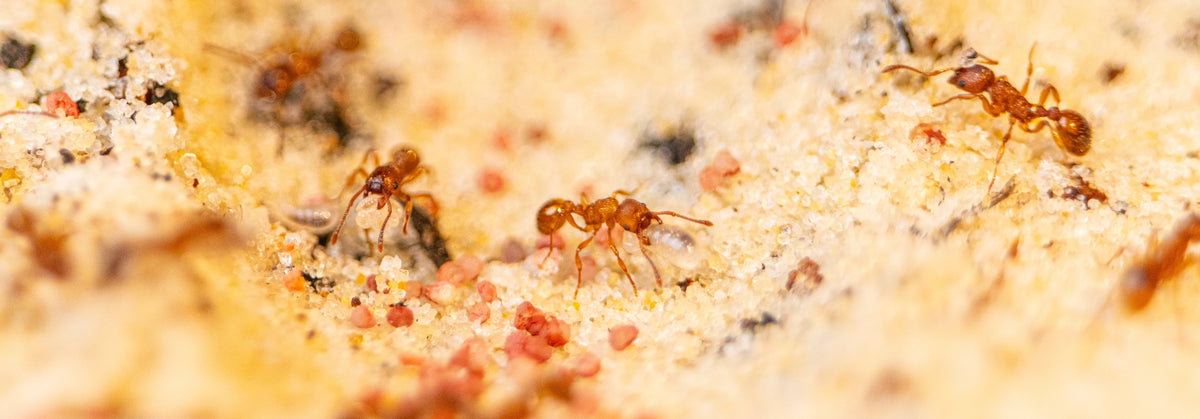 Close-up of beginner ant species on sandy substrate