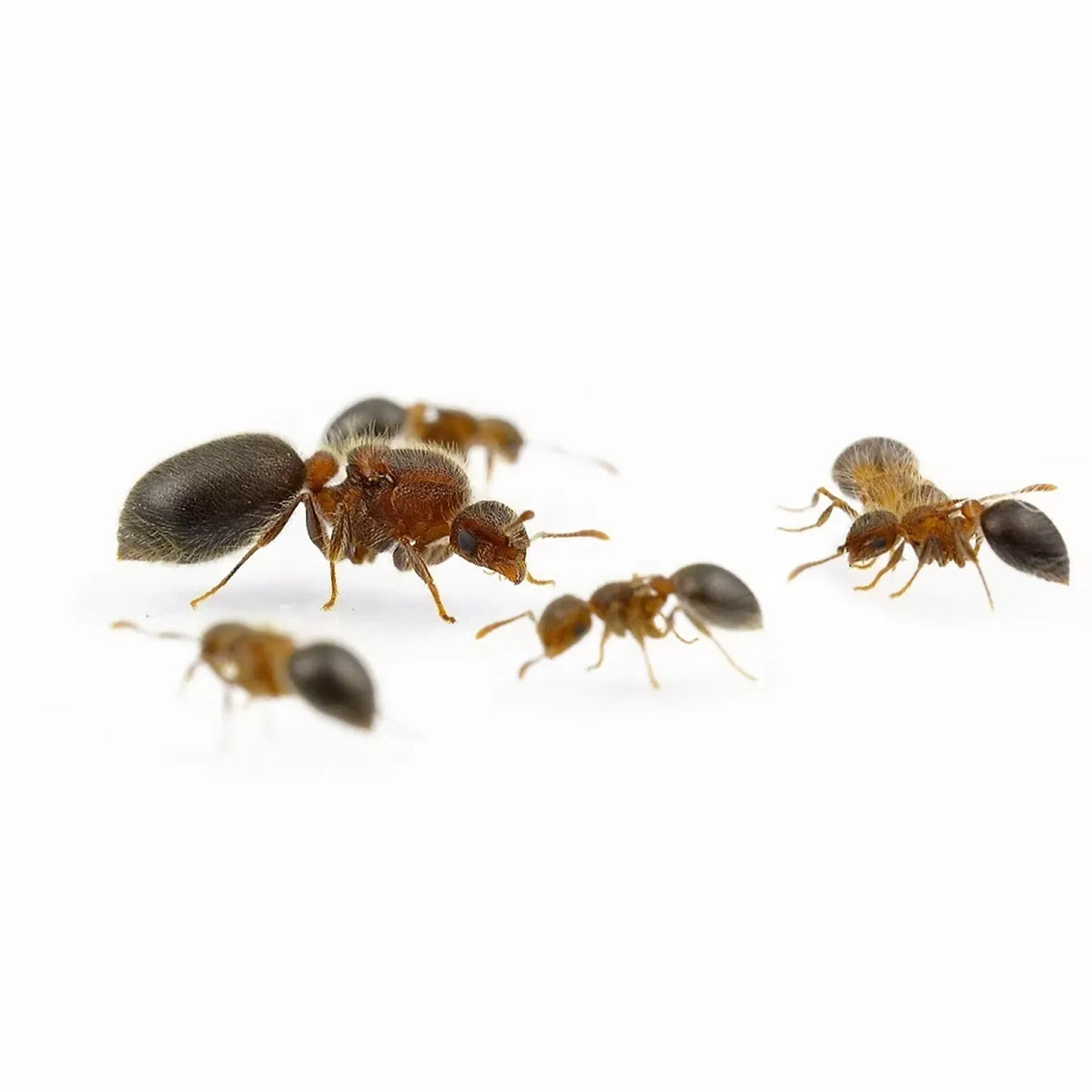 Meranoplus ants photographed on a white background
