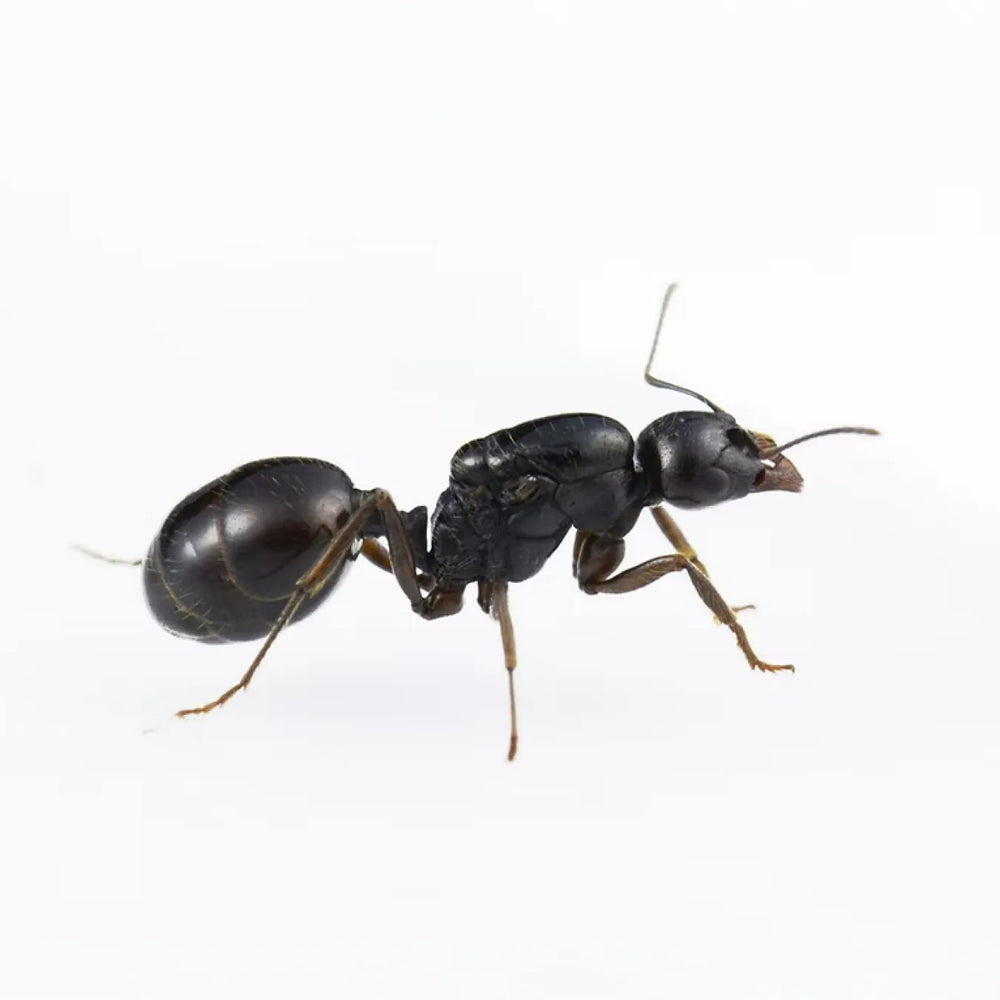 Messor ants photographed on a white background