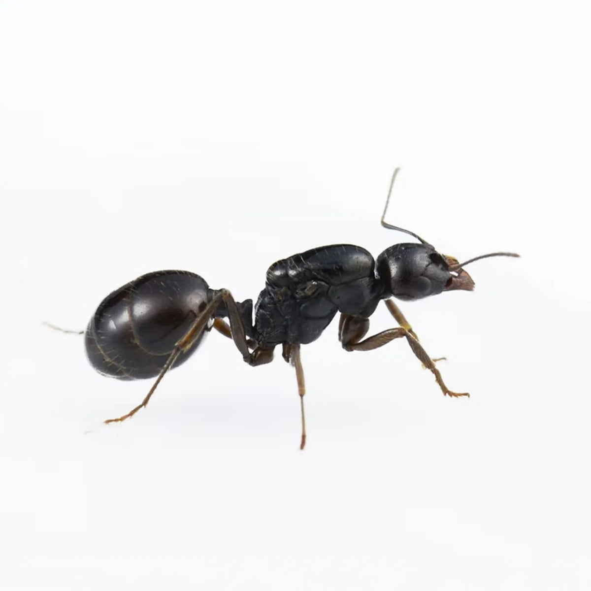 Messor ants photographed on a white background