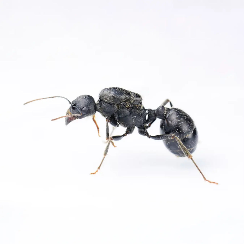 Messor arenarius ants photographed on a white background
