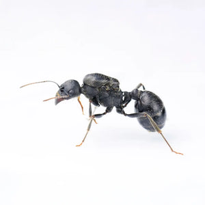 Messor arenarius ants photographed on a white background