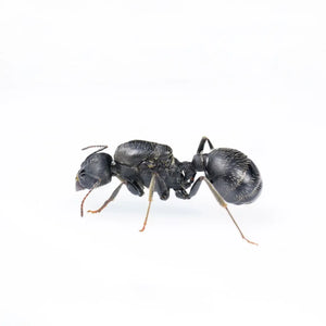 Messor arenarius ants photographed on a white background