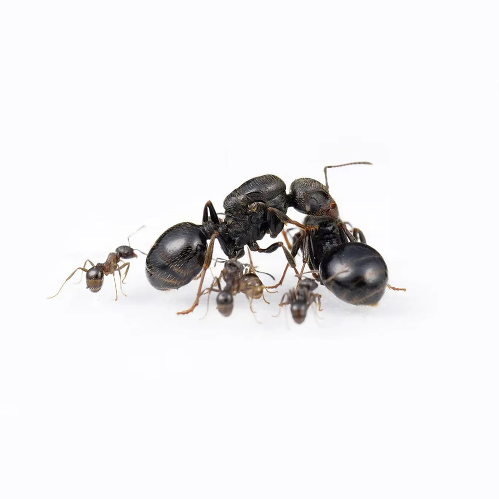 Messor structor ants photographed on a white background