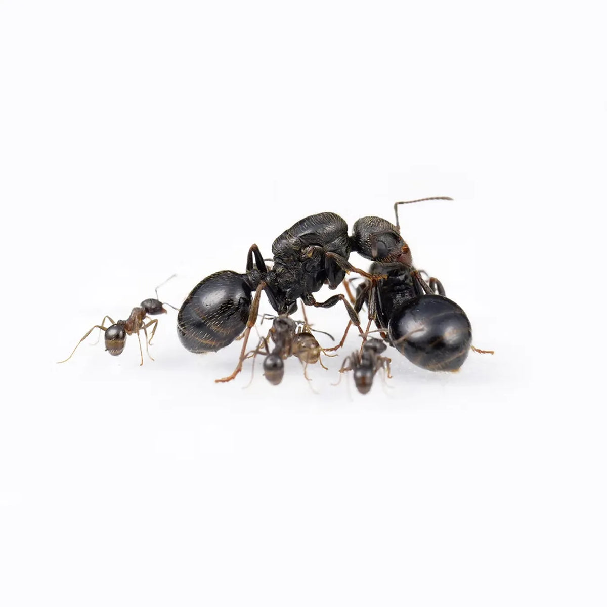 Messor structor ants photographed on a white background