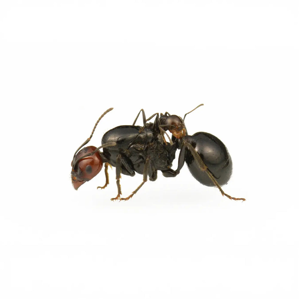 Messor angularis ants photographed on a white background