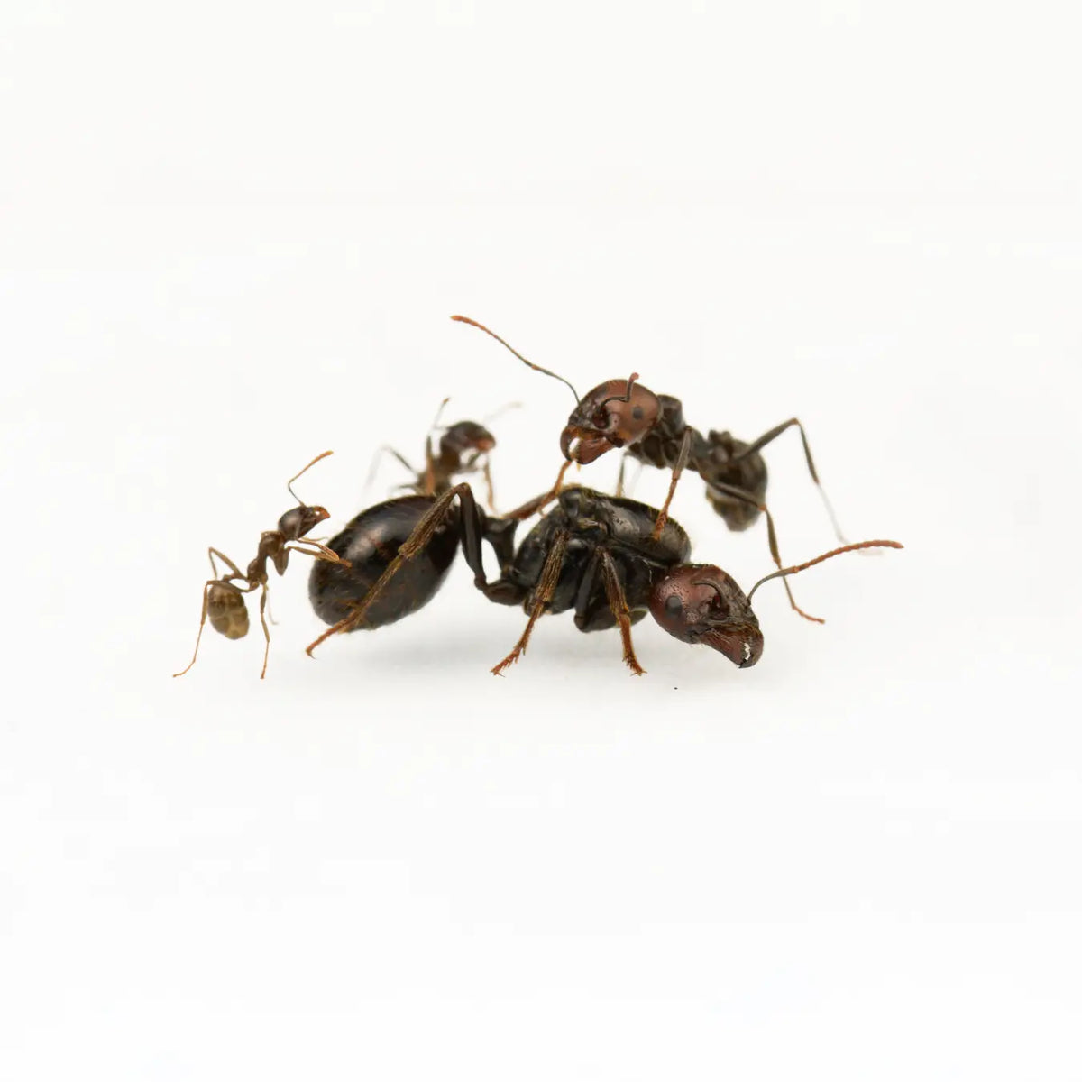 Messor barbarus ants photographed on a white background