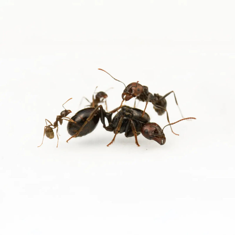 Messor barbarus ants photographed on a white background