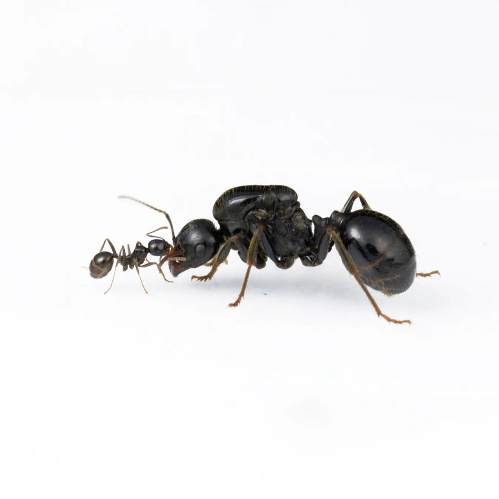 Messor capitatus ants photographed on a white background