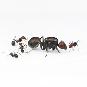 Messor cephalotes ants photographed on a white background