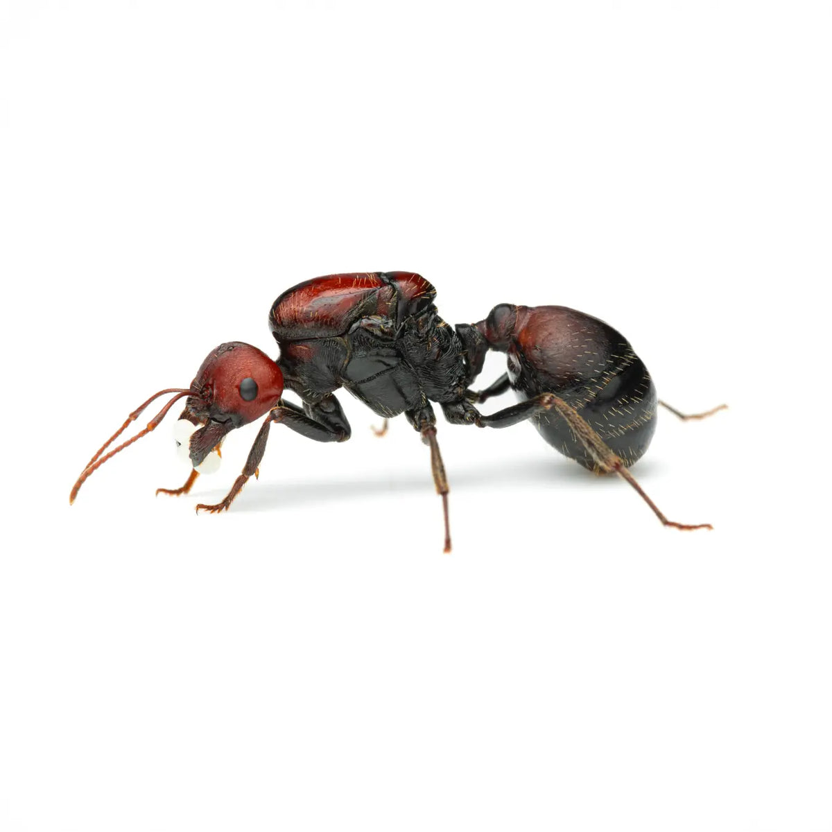 Messor cephalotes queen ant photographed on a white background