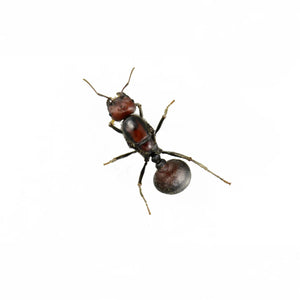 Messor cephalotes ants photographed on a white background