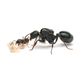 Messor desertus ants photographed on a white background