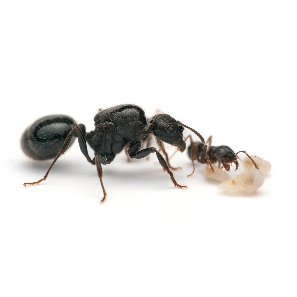 Messor desertus ants photographed on a white background