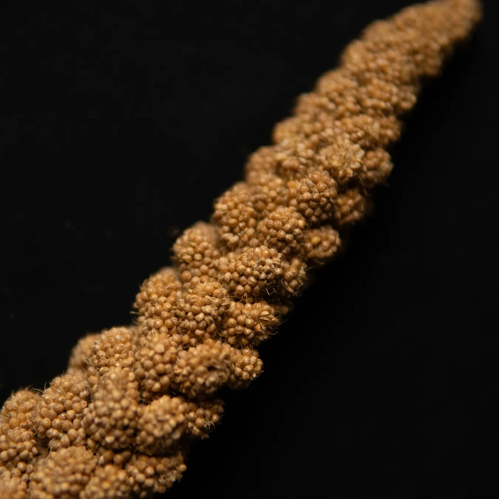 Millet seed branches for seed-eating ants
