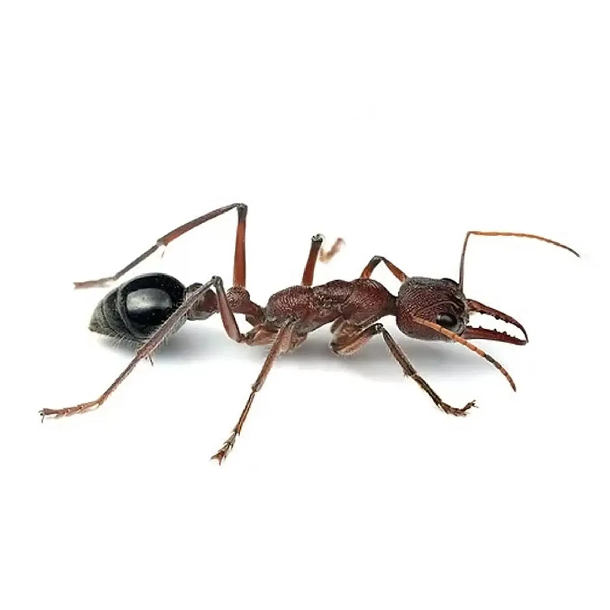 Myrmecia simillima ants photographed on a white background