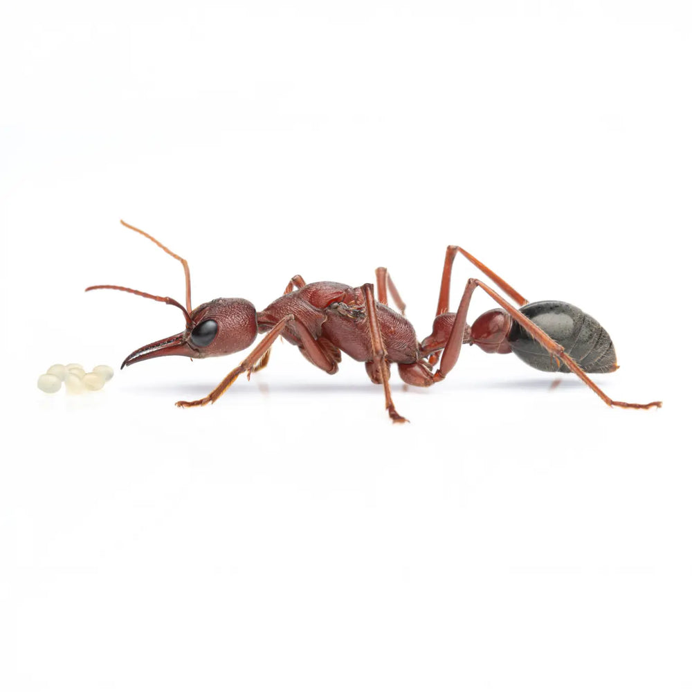 Myrmecia brevinoda ants photographed on a white background
