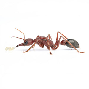 Myrmecia brevinoda ants photographed on a white background