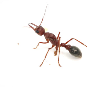Myrmecia brevinoda ants photographed on a white background