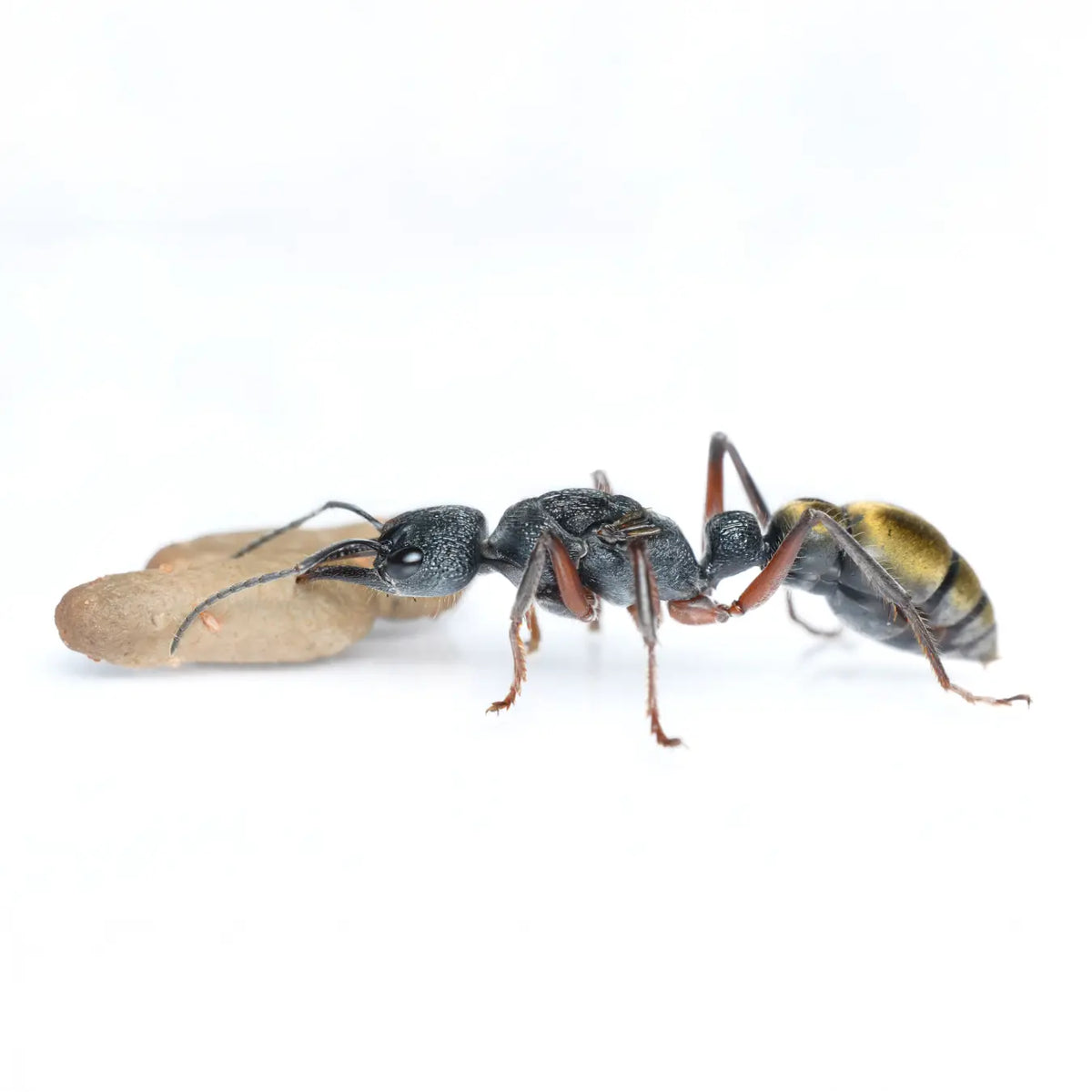 Myrmecia fulvipes ants photographed on a white background