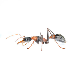 Myrmecia nigrocincta ants photographed on a white background