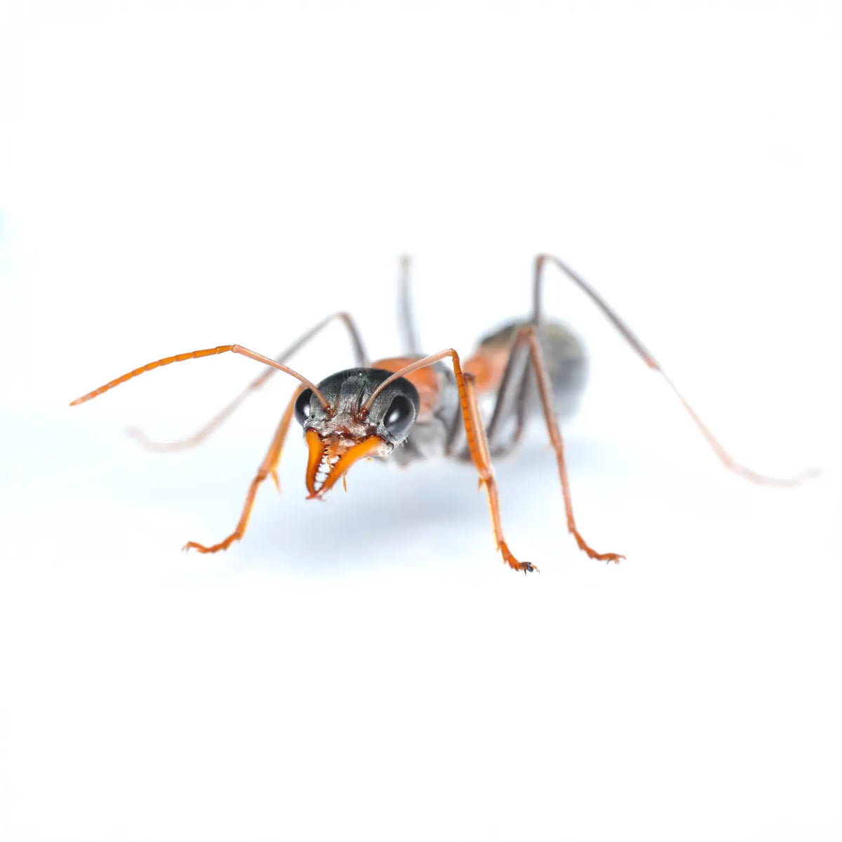 Myrmecia nigrocincta ants photographed on a white background