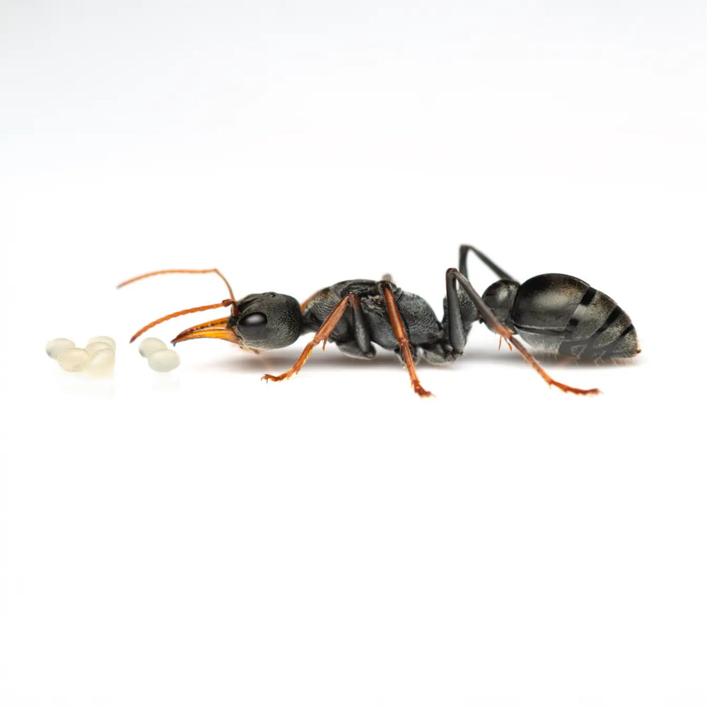 Myrmecia pilosula queen ant photographed on a white background