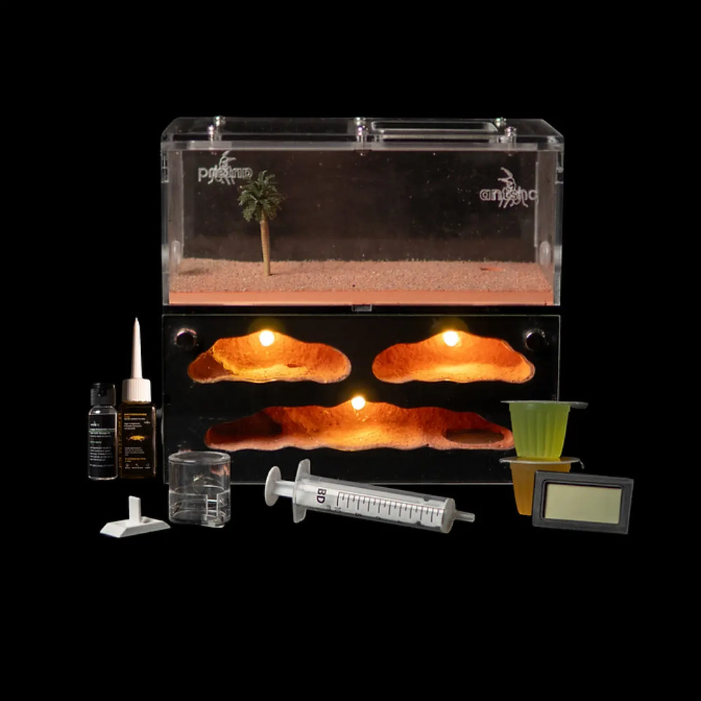 Myrmeco I ant nest starter kit with connected foraging area