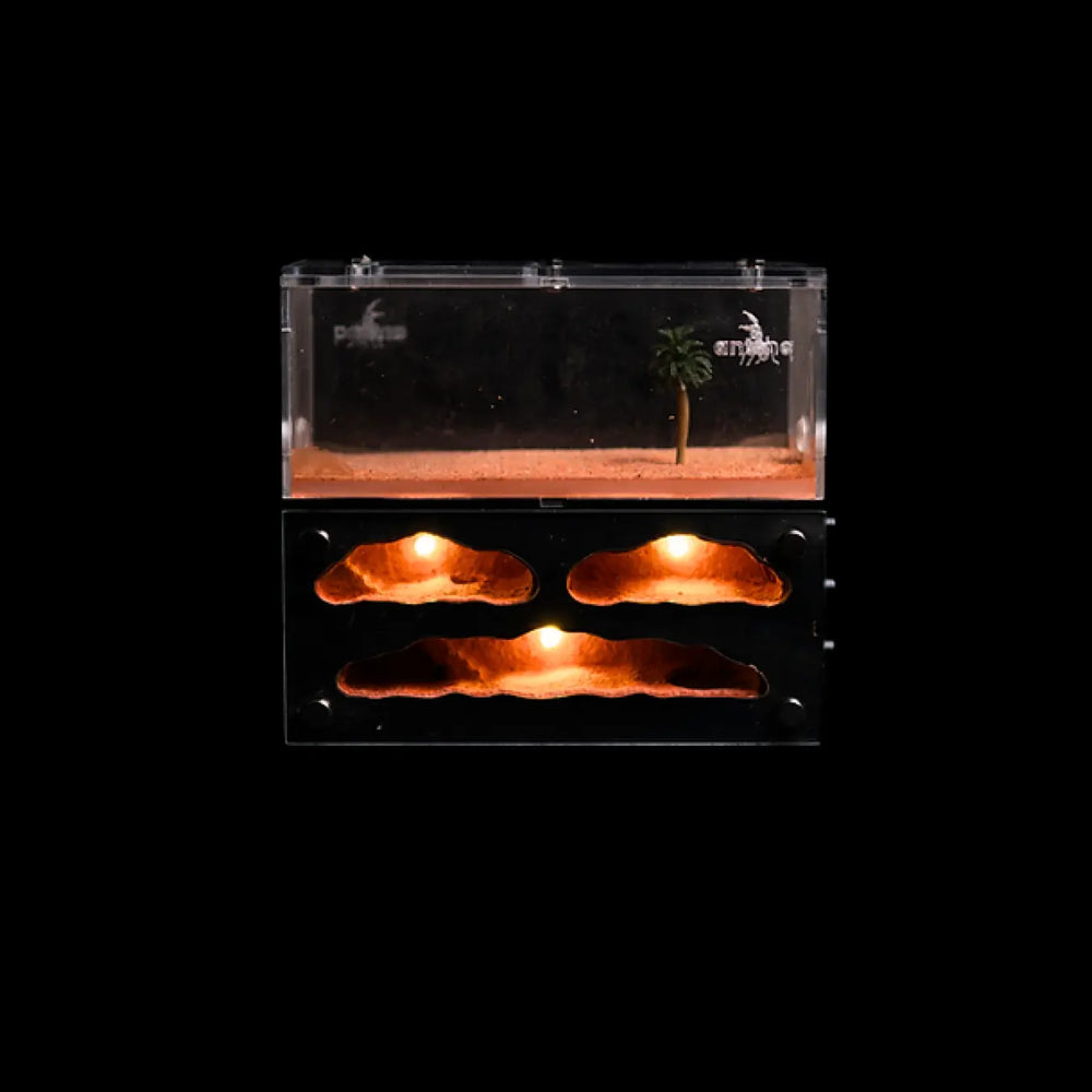 Myrmeco I ant nest starter kit with connected foraging area