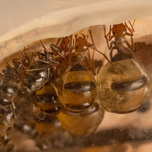 Myrmecocystus mimicus ants and swollen workers in a colony