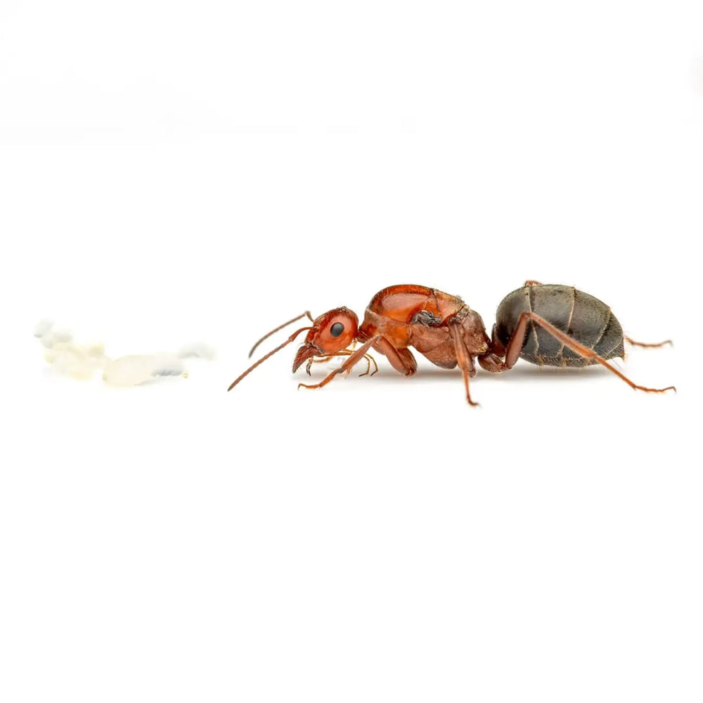 Myrmecocystus mimicus ants and swollen workers in a colony