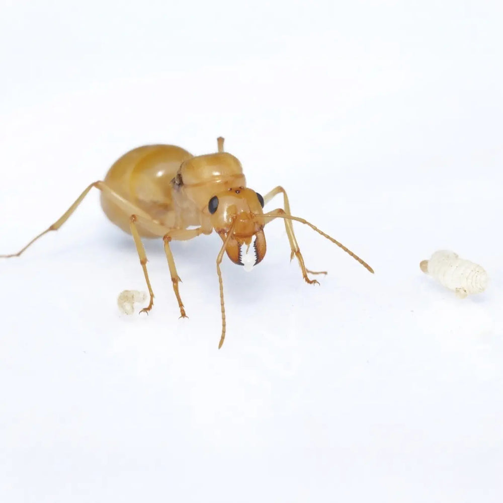 Myrmecocystus navajo ants and swollen workers in a colony