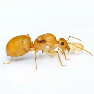 Myrmecocystus navajo ants and swollen workers in a colony