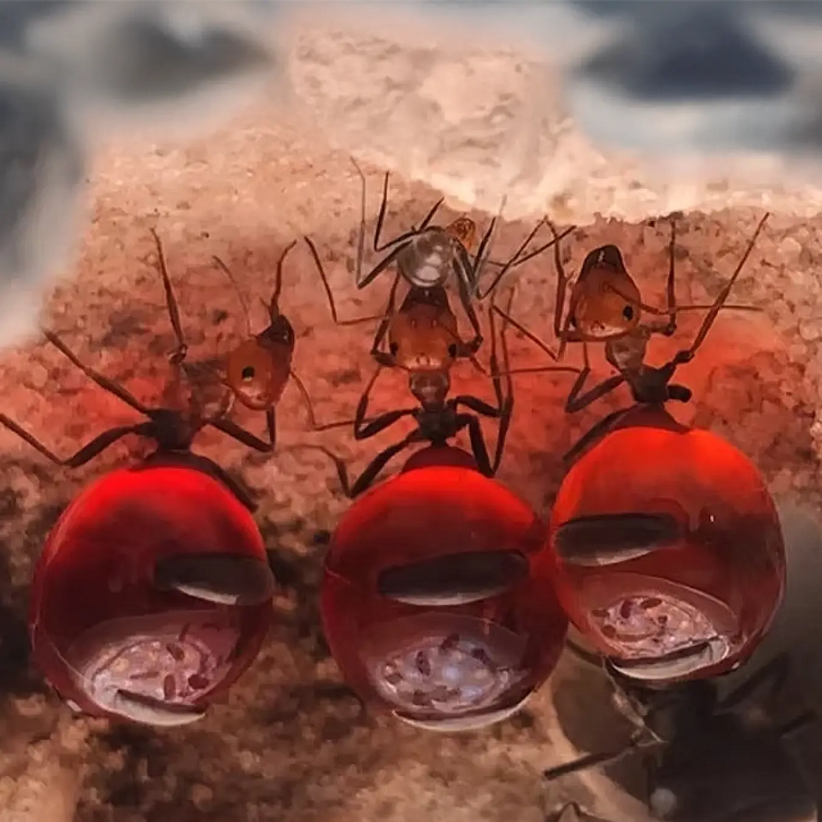 Myrmecocystus placodops ants and swollen workers in a colony