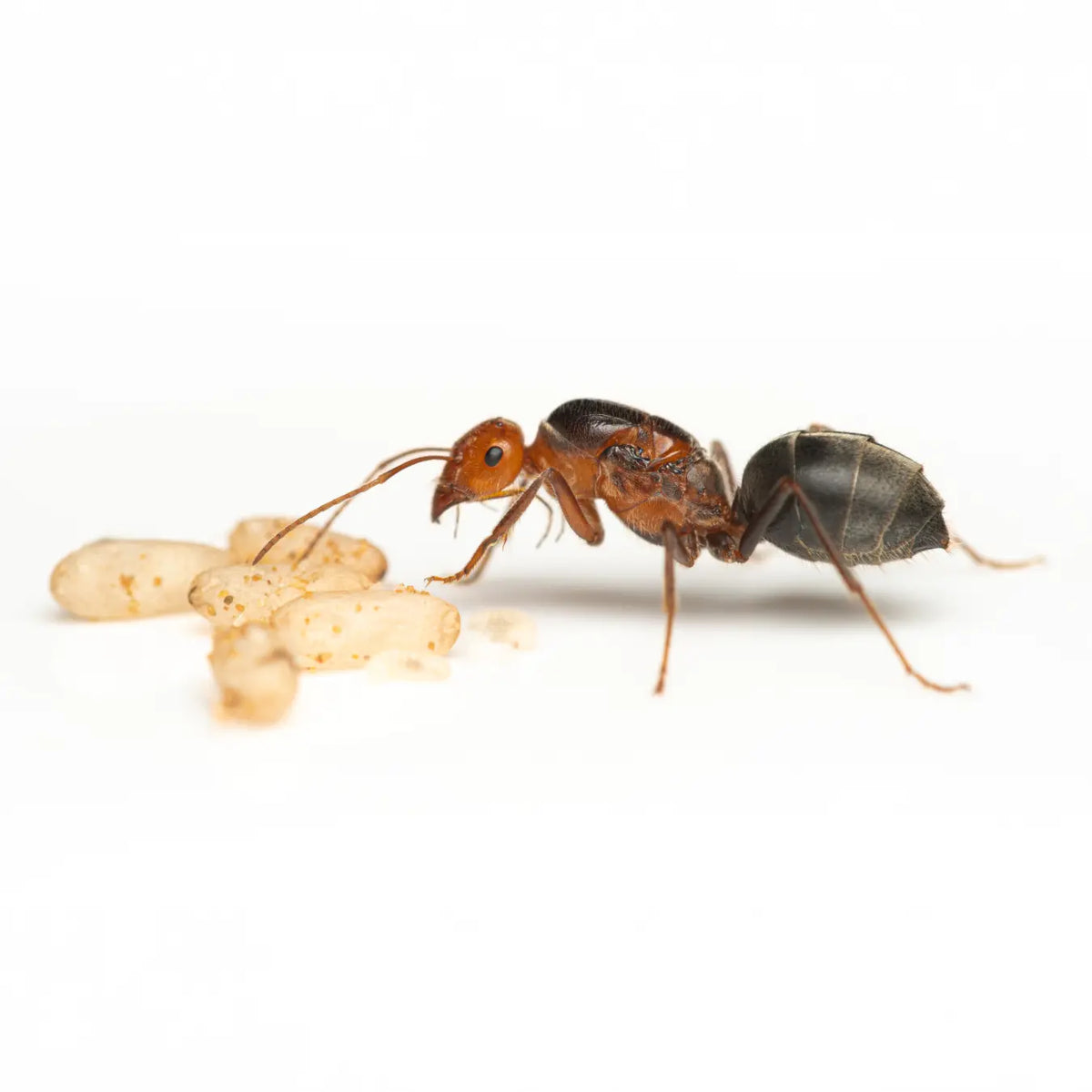 Myrmecocystus semirufus ants and swollen workers in a colony