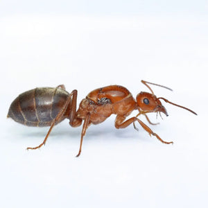 Myrmecocystus wheeleri ants and swollen workers in a colony
