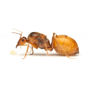 Myrmecocystus wheeleri ants and swollen workers in a colony