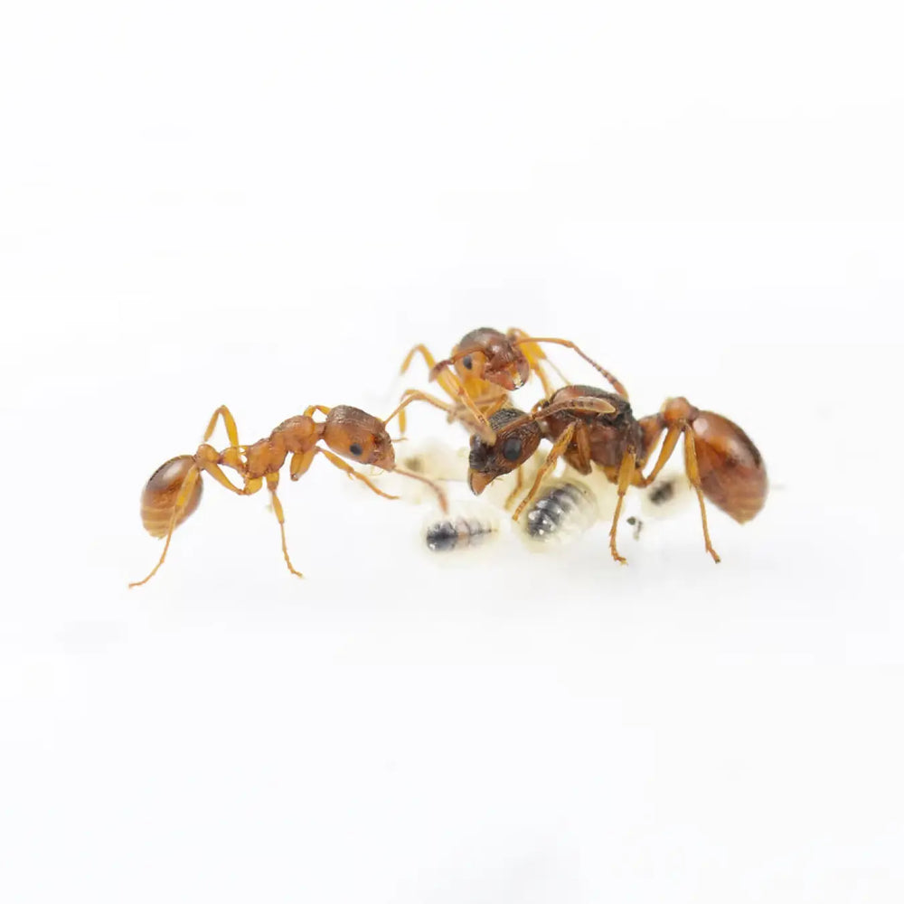 Myrmica ruginodis ants photographed on a white background