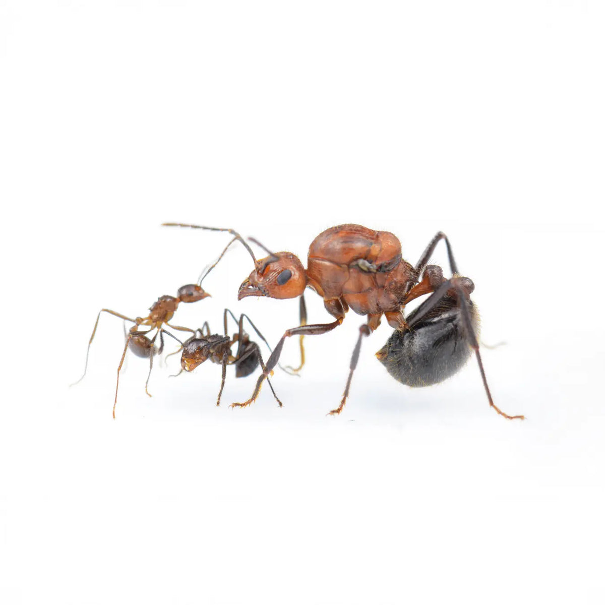 Myrmicaria brunnea ants photographed on a white background