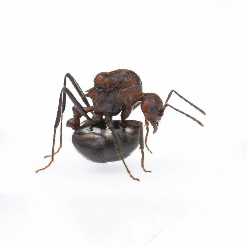 Myrmicaria natalensis ants photographed on a white background
